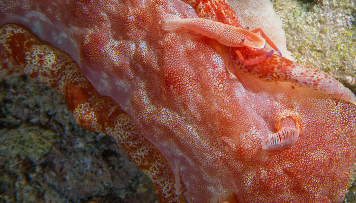 Spanish Dancer with Imperial and Emperor Commensal Shrimps